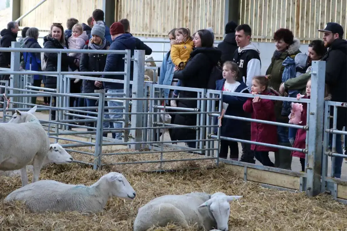 Visitors looking at lambs