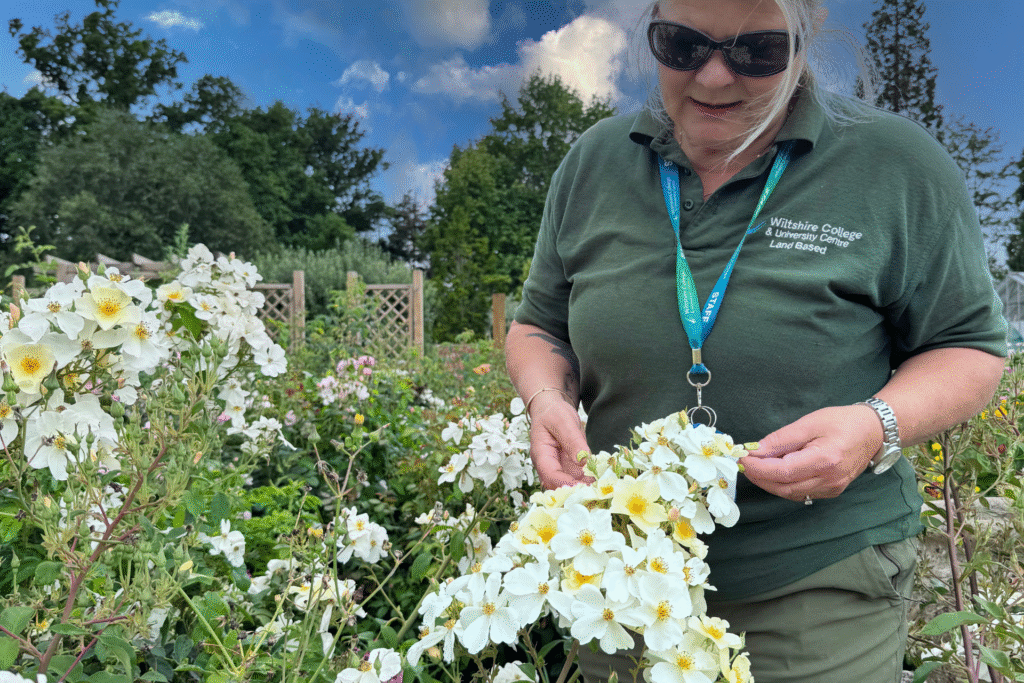 Lecturer Victoria Fiander examines a cluster of pale yellow roses in the walled garden at Wiltshire College & University Centre’s Lackham campus.
