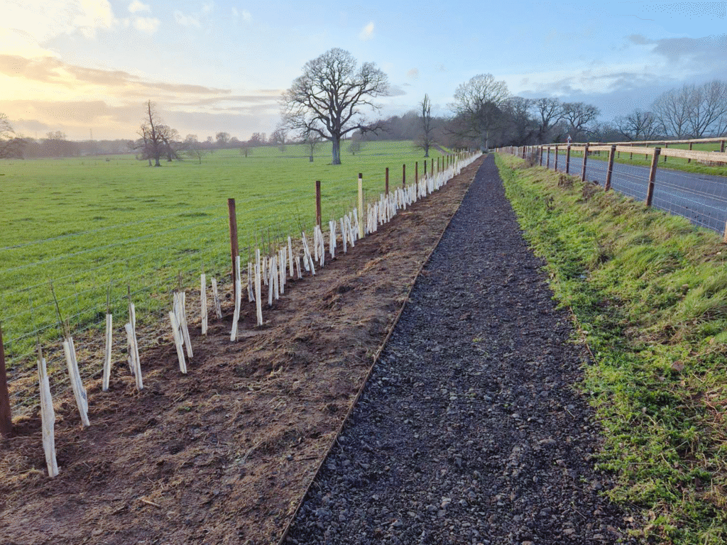 Newly planted hedgerow saplings protected by guards beside a pathway at Lackham campus.