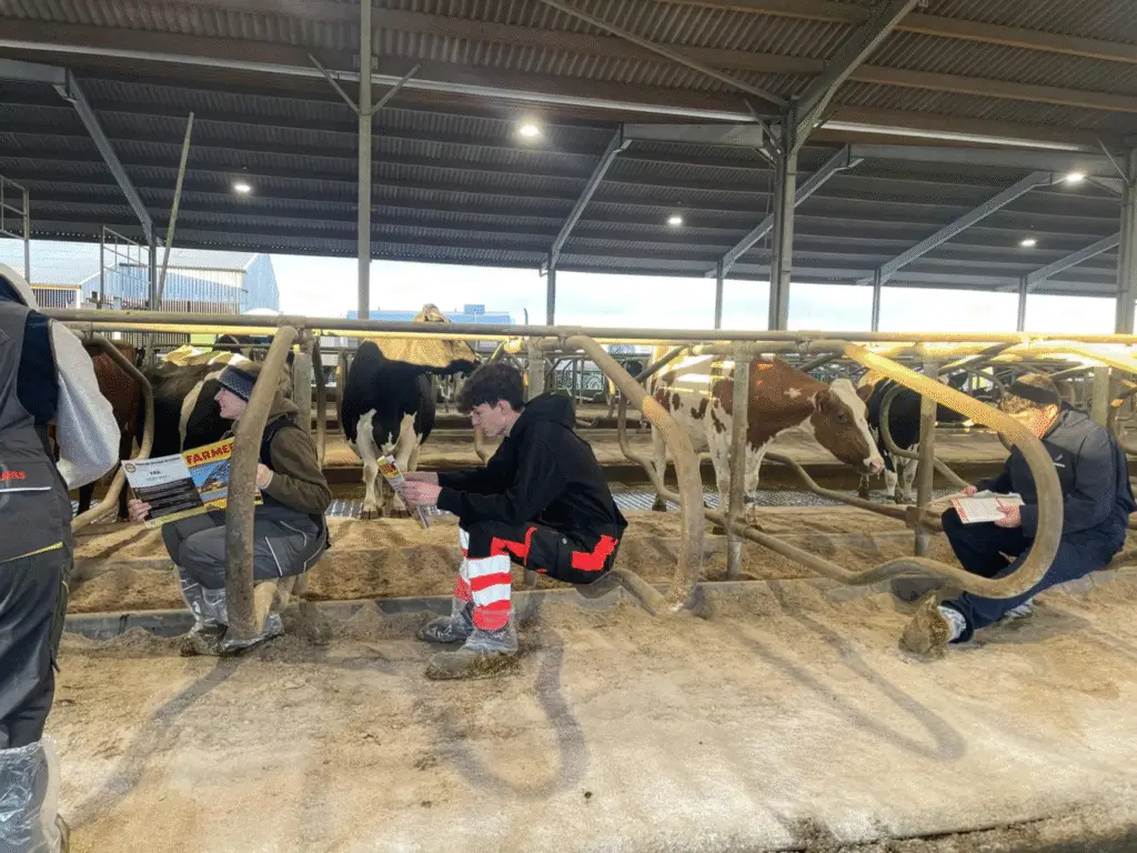 Agriculture students walk through a dairy housing unit observing cows during a practical farm learning session at Lackham campus.