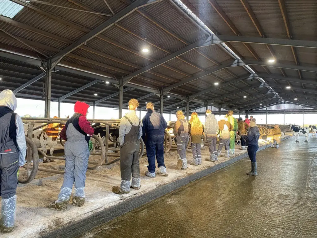 Agriculture students sit beside dairy cows in a barn while reviewing notes during a farm visit activity at Lackham campus.
