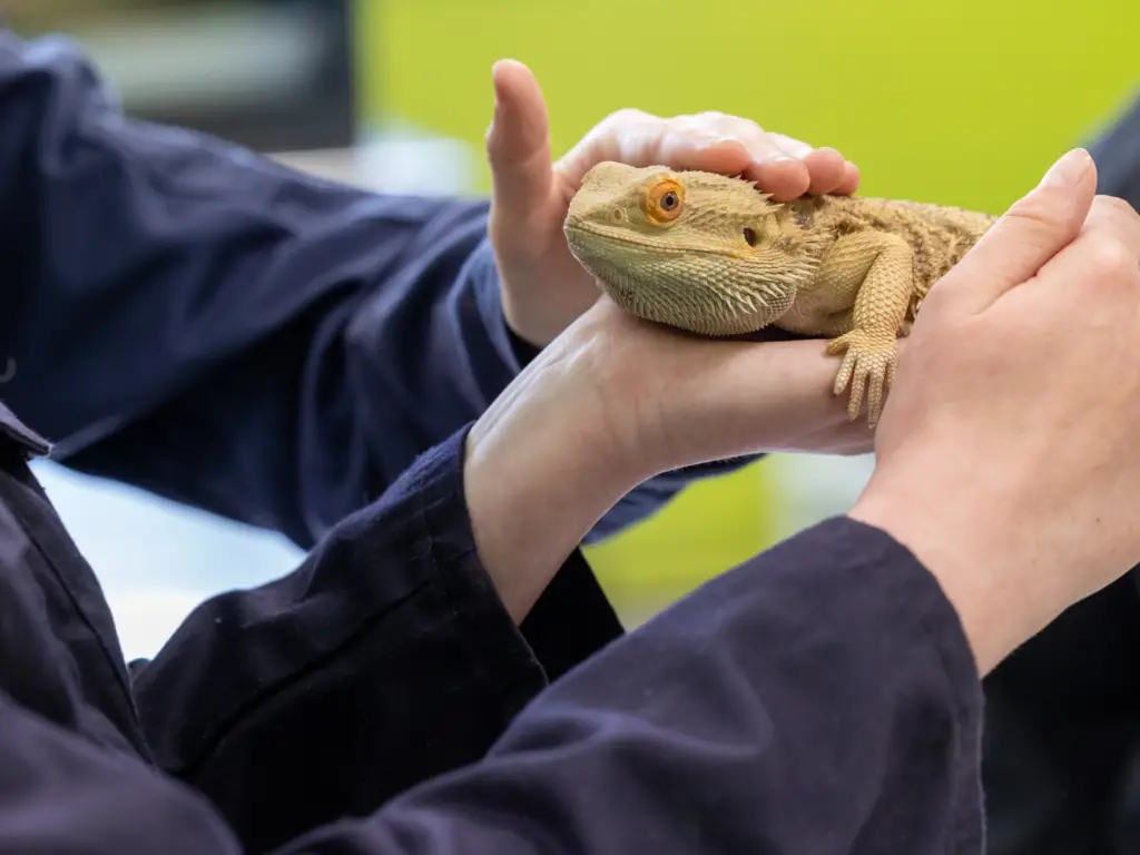 A reptile at lackham campus