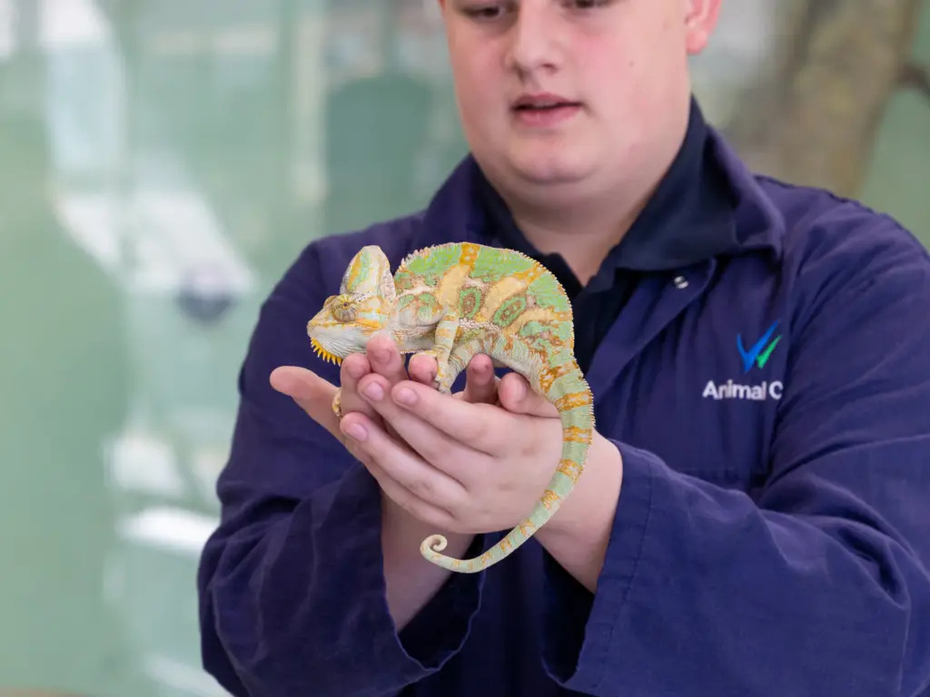 A reptile