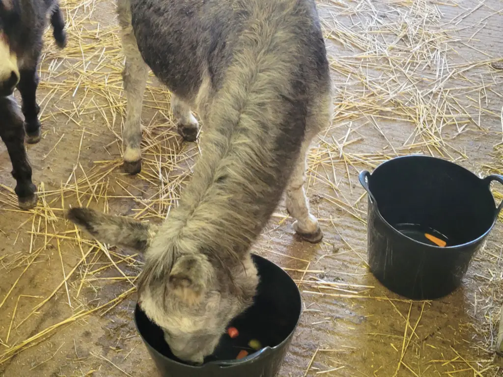 A donkey eating in a paddock at Wiltshire College & University Centre's animal facilities.