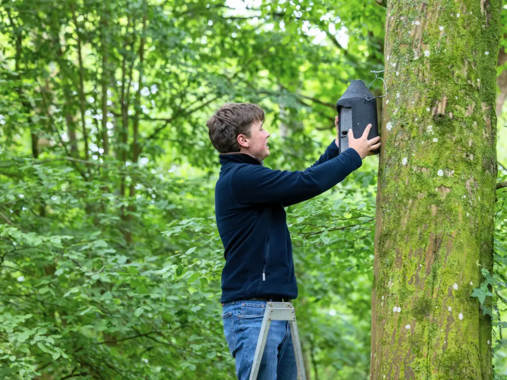 Student installing a bat box to a tree.