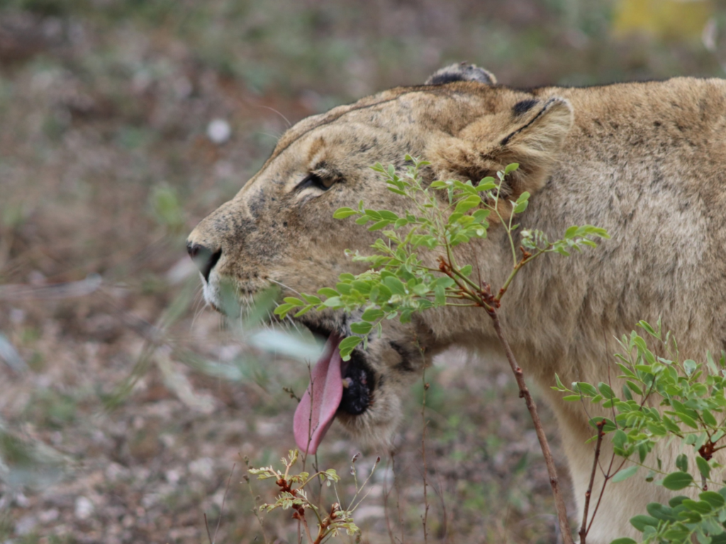 Wildlife at Welgevonden Game Reserve during the students’ conservation trip.