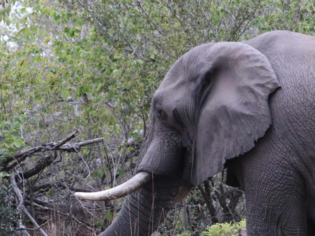 Wildlife at Welgevonden Game Reserve during the students’ conservation trip.