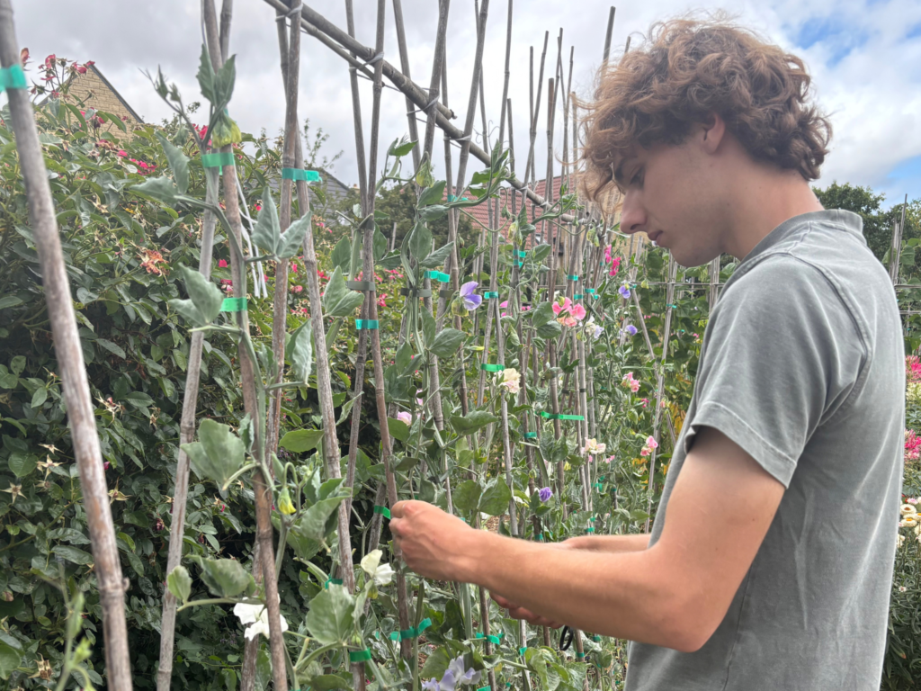 Horticulture apprentice Finlay Lisk working in a garden as part of his apprenticeship at Somerset Lavender Farm.